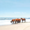 The Wild Horses of Corolla in the Outer Banks